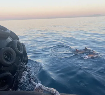 Yokohama fender rigged to vessel with dolphins swimming