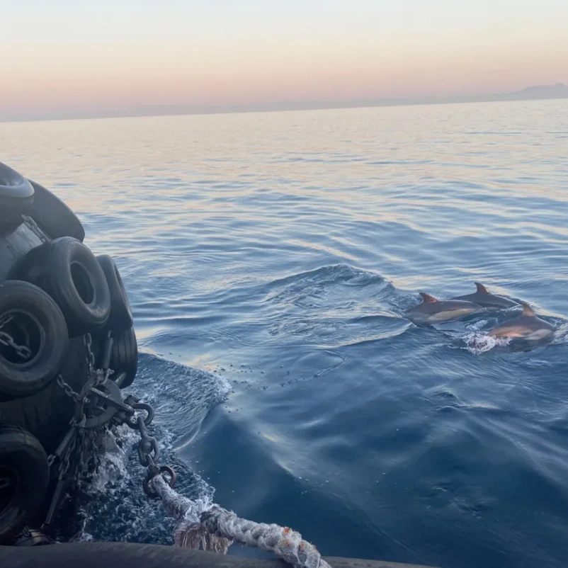 Yokohama fender rigged to vessel with dolphins swimming