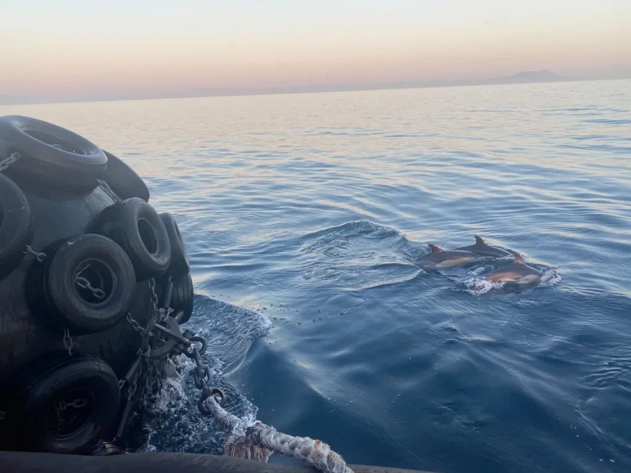 Yokohama fender rigged to vessel with dolphins swimming