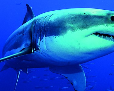 Fendercare hi-tech buoys keeping track of shark movements